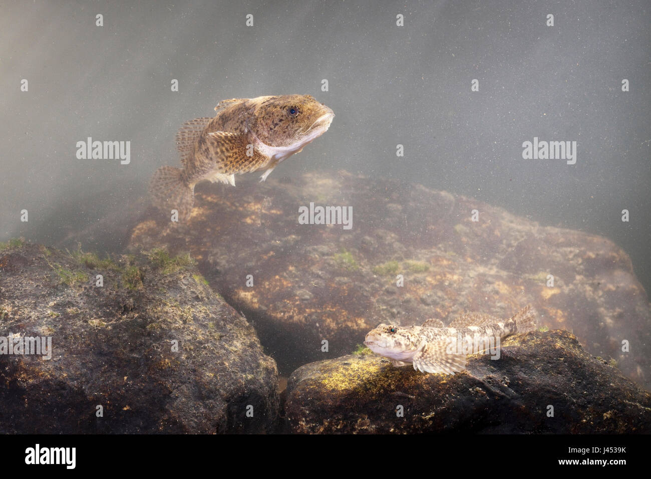 photo of two Rhine sculpins on rocks with light coming from above Stock Photo