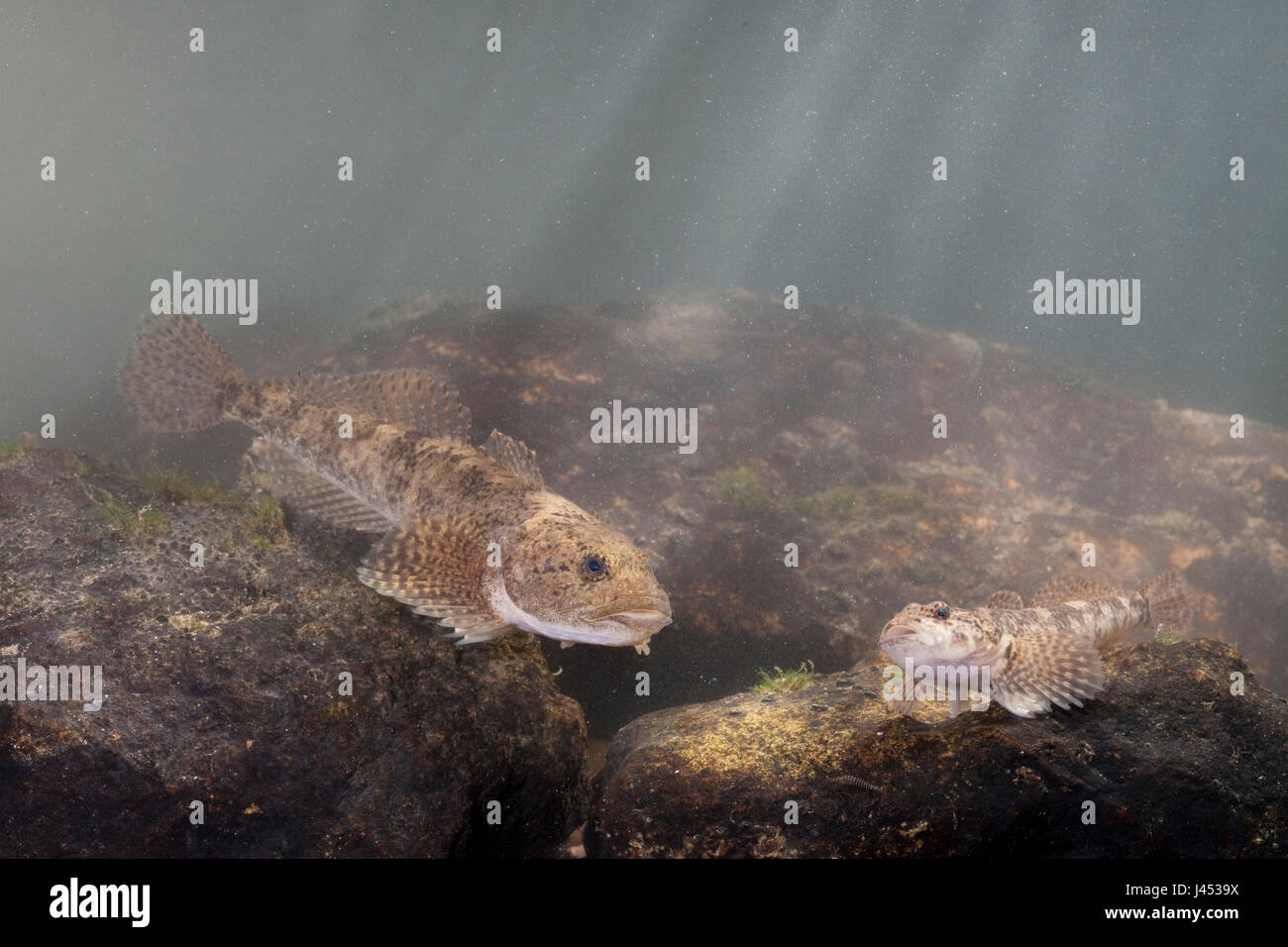 photo of two Rhine sculpins on rocks with light coming from above Stock Photo