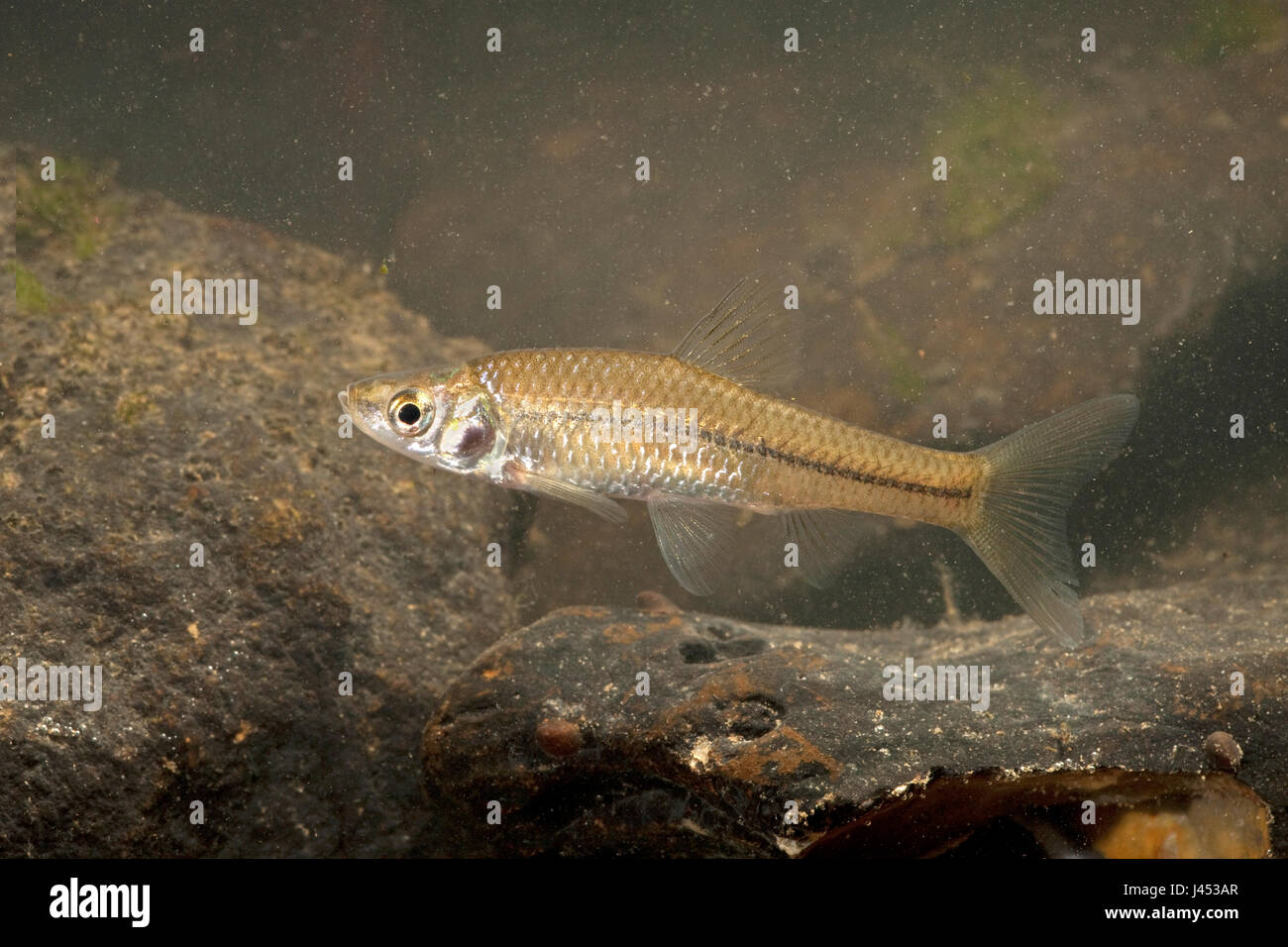 photo of a swimming Topmouth gudgeon Stock Photo