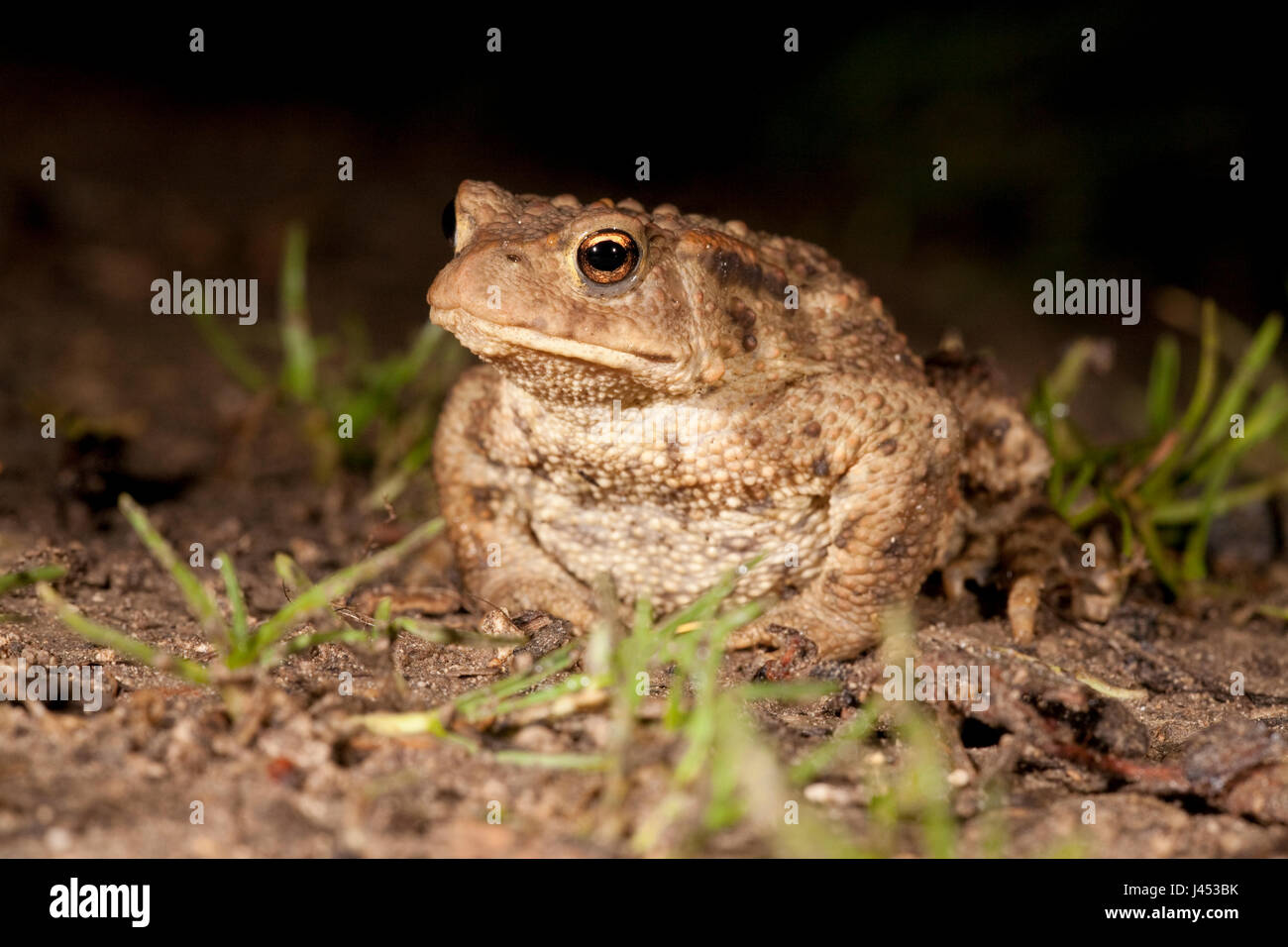 photo of a common toad at night Stock Photo