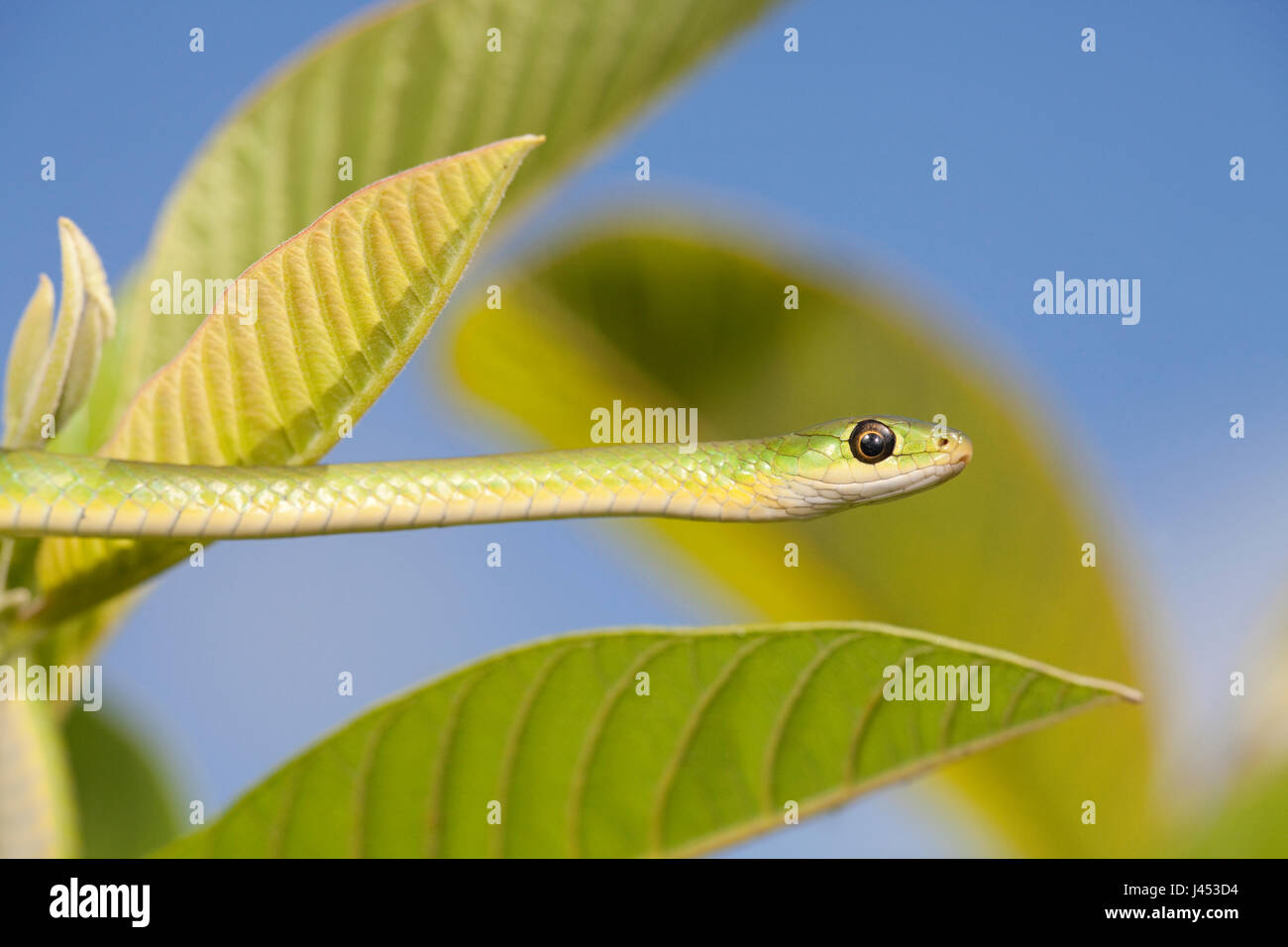 Photo of a Green water snake Stock Photo