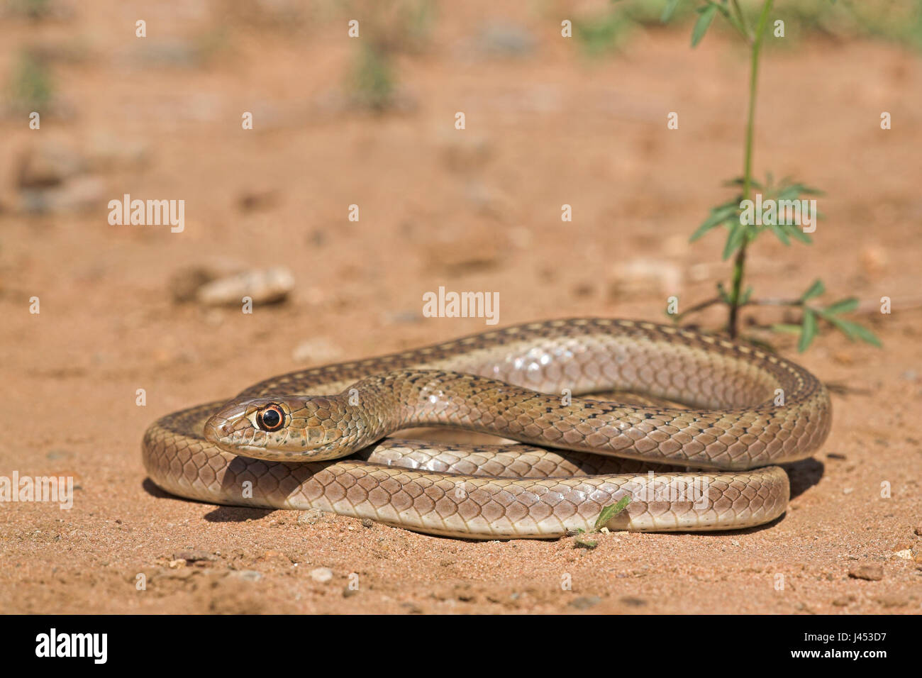 Overzichtsfoto van een olive whip snake op zand; overview of a olive whip snake on sandOverzichtsfoto van een Kortsnuitsweepslang op zand; overview of a short-snouted whip snake on sand Stock Photo