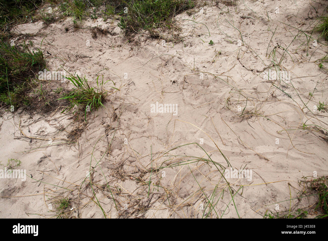 Photo of a nile crocodile nest, the print of the female is well visible with the head in the upper left corner and the tail in the lower right corner Stock Photo