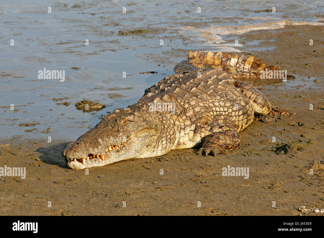 photo of a large nile crocodile lying at the edge of the water Stock Photo
