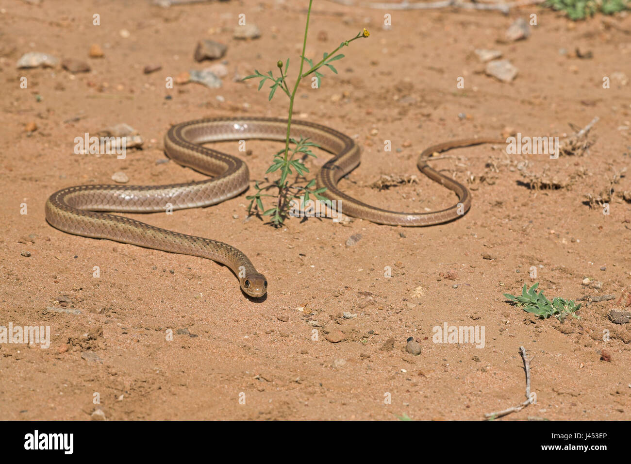 Overzichtsfoto van een olive whip snake op zand; overview of a olive whip snake on sandOverzichtsfoto van een Kortsnuitsweepslang op zand; overview of a short-snouted whip snake on sand Stock Photo
