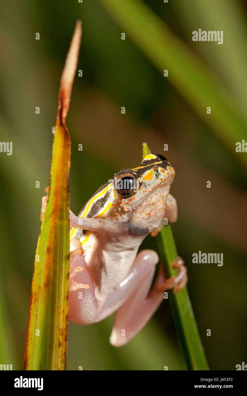 Foto van een rietkikker op een stengel; photo of a painted reed frog on a grass; Stock Photo