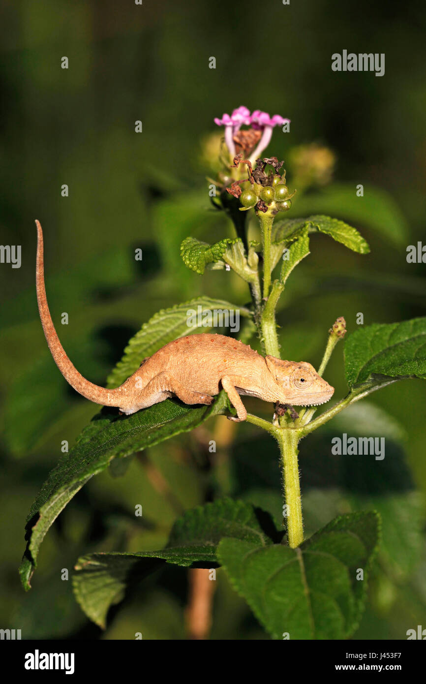 photo of a Setaro's dwarf chameleon climbing through green bushes Stock Photo