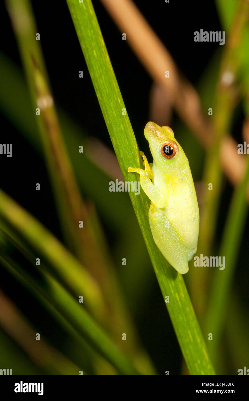 Photo of a Sharp-nosed reed frog Stock Photo