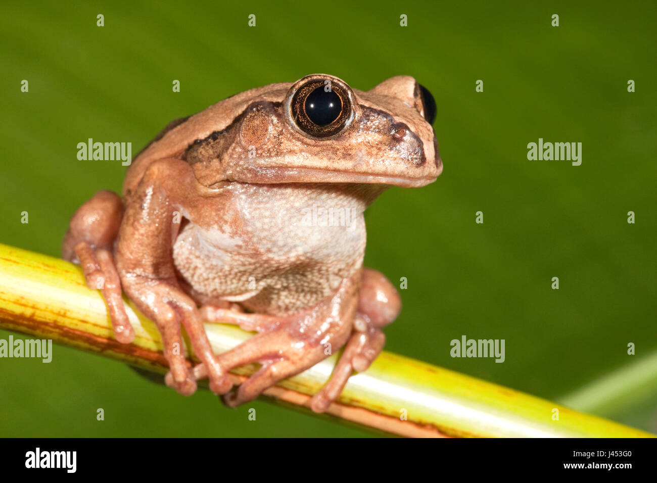 Photo of a brown-backed tree frog Stock Photo