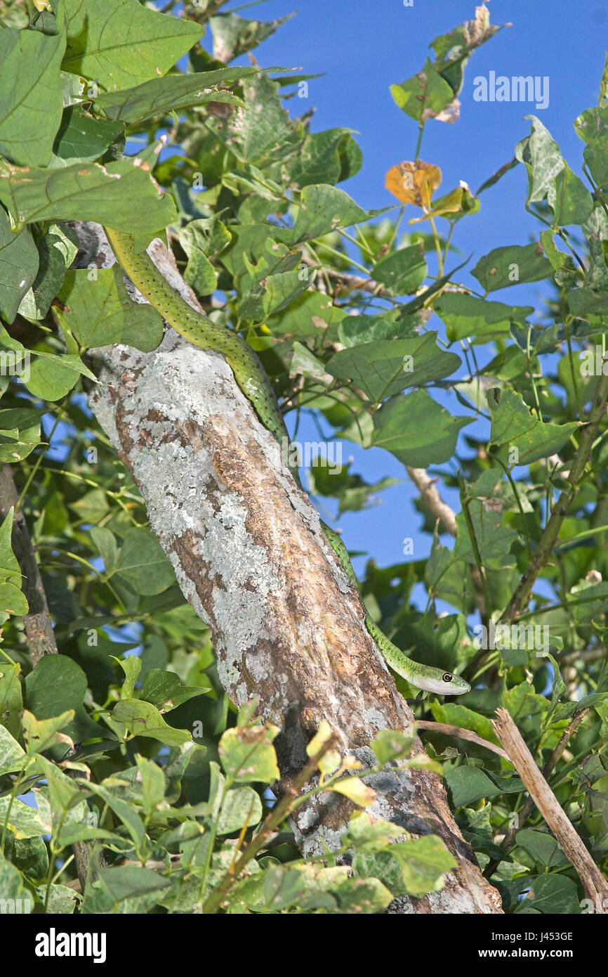 Overzichtsfoto van een goed gecamoufleerde Angola Green snake in een boom; overview of a well camouflaged Angola Green snake in a treeOverzichtsfoto van een goed gecamoufleerde gespikkelde bosslang in een boom; overview of a well camouflaged spotted bush snake in a tree Stock Photo