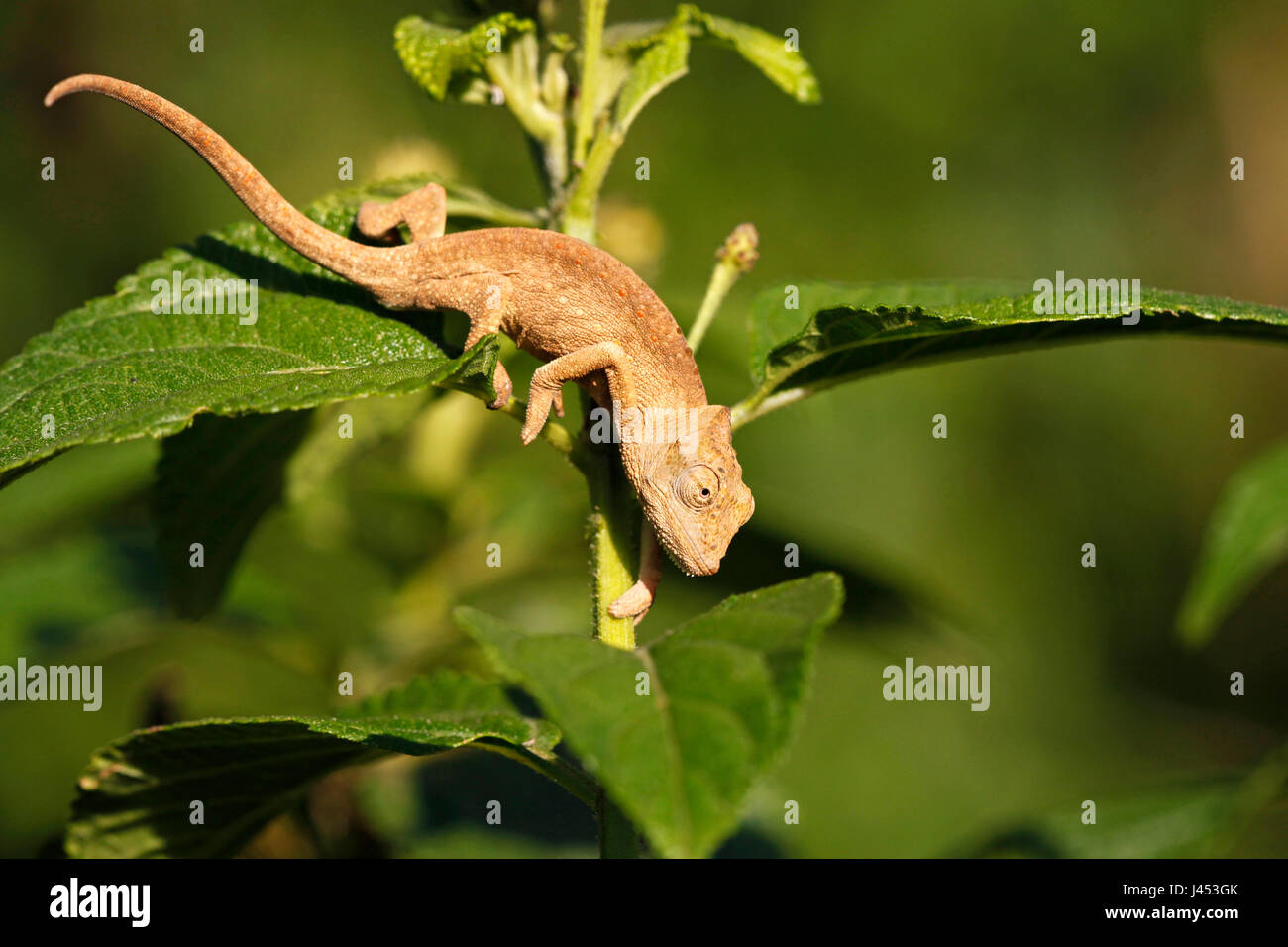 photo of a Setaro's dwarf chameleon climbing through green bushes Stock Photo