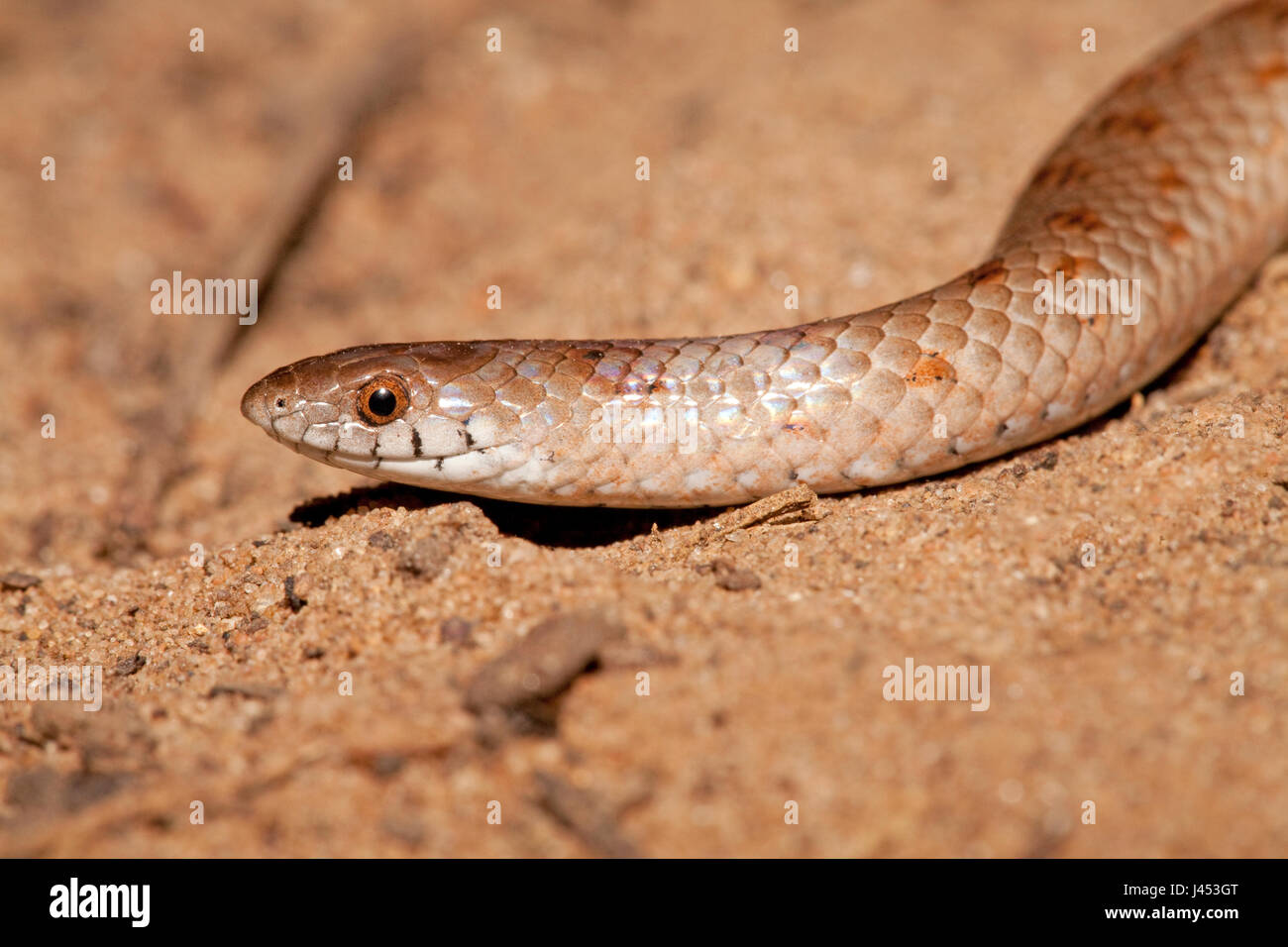 photo of a variegated slug eater Stock Photo