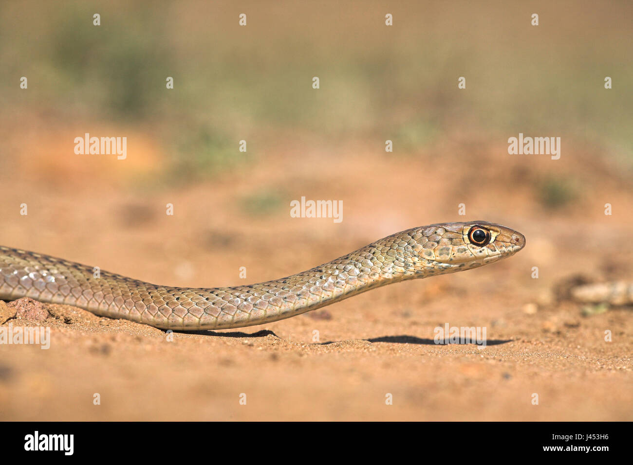 Portret van de pijlsnelle olive whip snake op zand; portrait of the extremely fast olive whip snake on sand. Portret van de pijlsnelle korsnuitsweepslang op zand; portrait of the extremely fast short-snouted whip snake on sand. Stock Photo