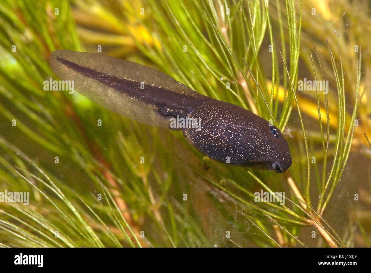 tadpole of the common toad Stock Photo