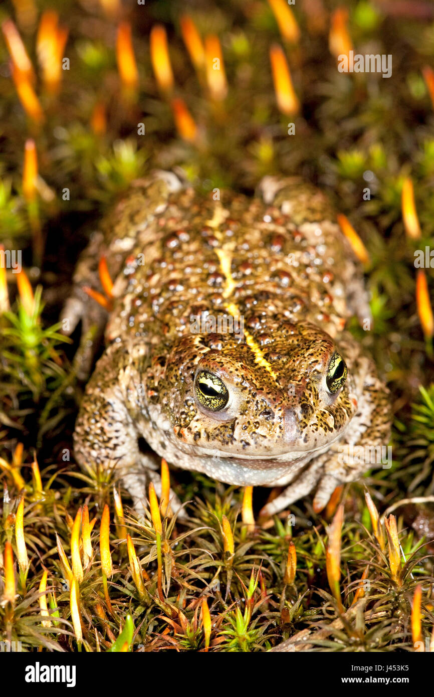 vertical photo of a natterjack toad with its stripe on the back well visible Stock Photo