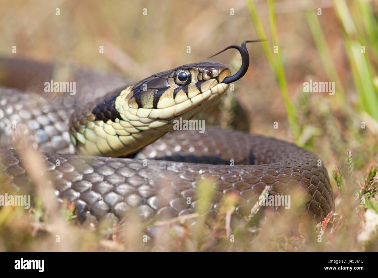 potrait of a grass snake Stock Photo