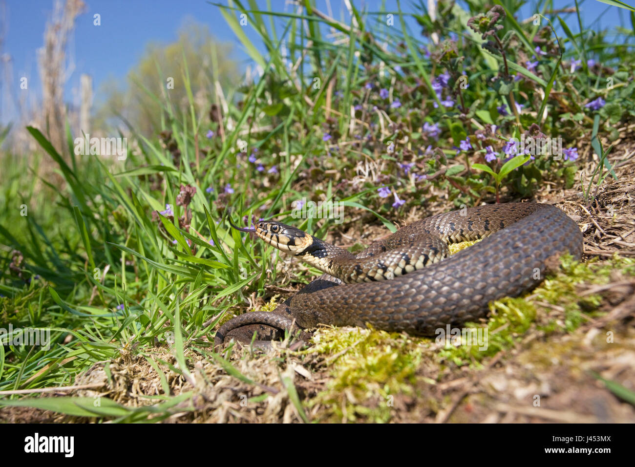photo of a basking grass snake between grass and purple flowers Stock Photo