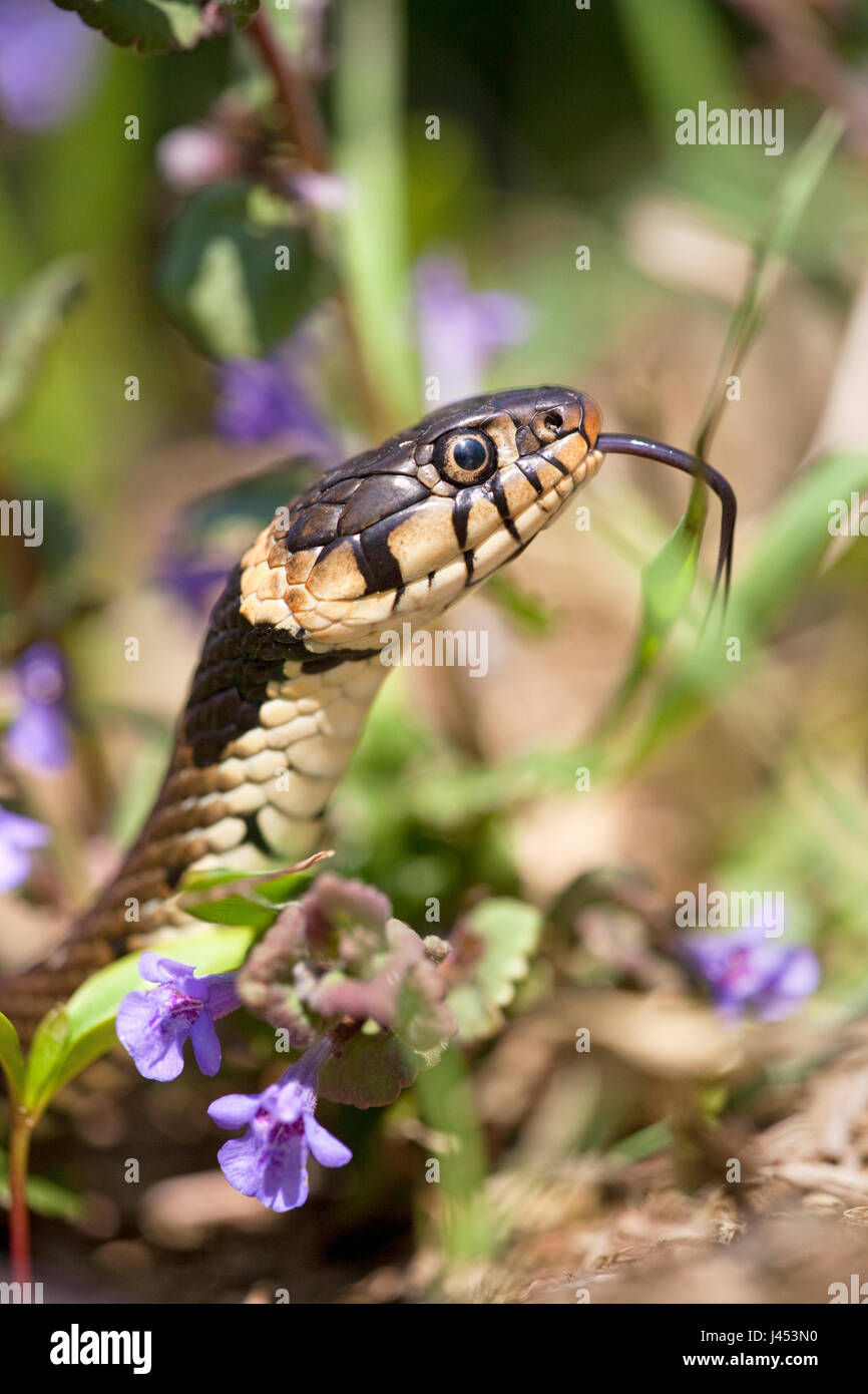 vertical photo of a grass snake between grass and purple flowers Stock Photo