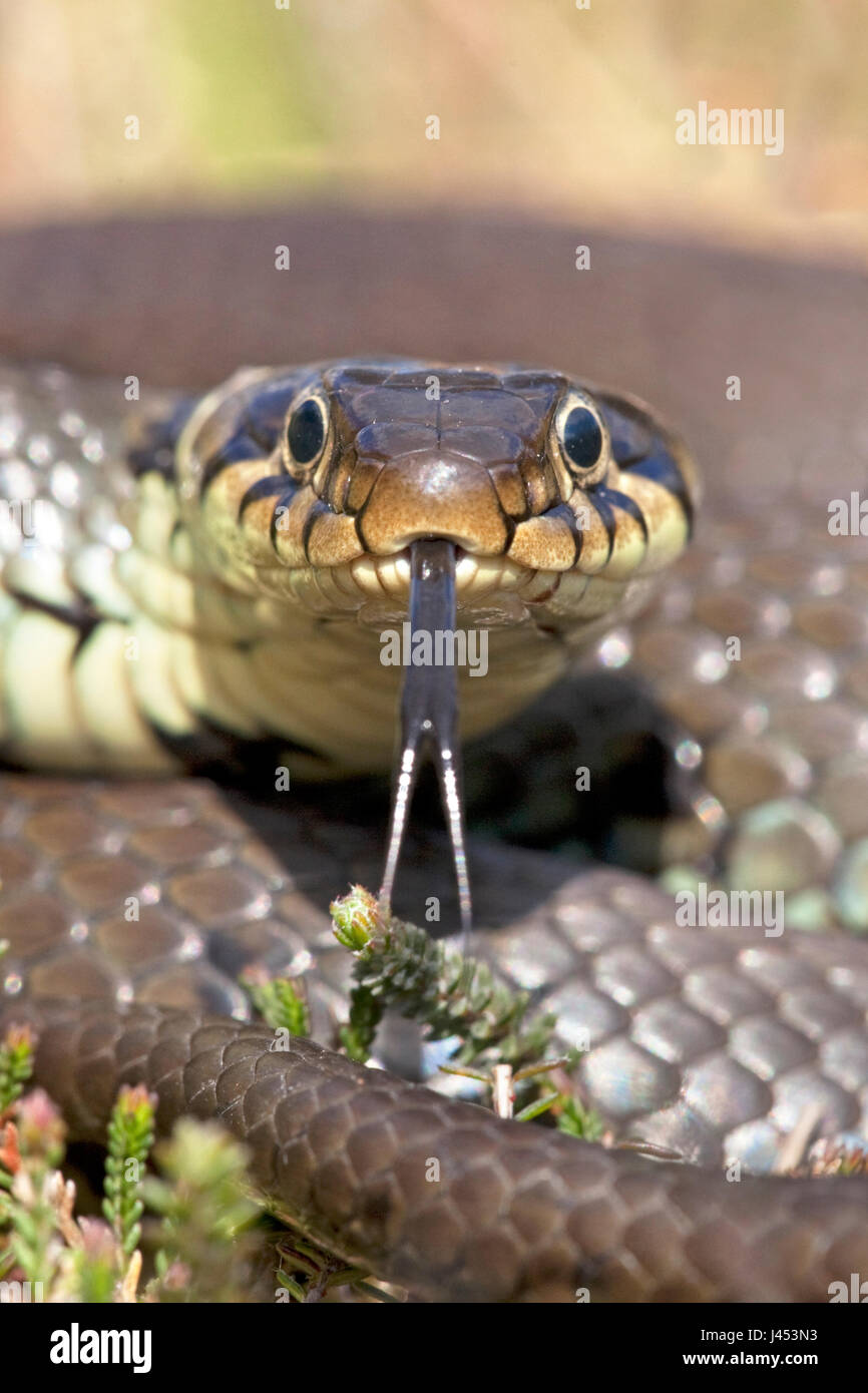 vertical potrait of a grass snake Stock Photo