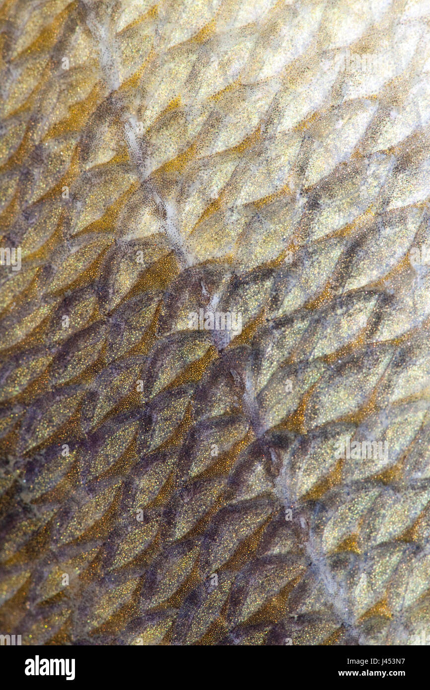 macro of the scales of a Perch Stock Photo