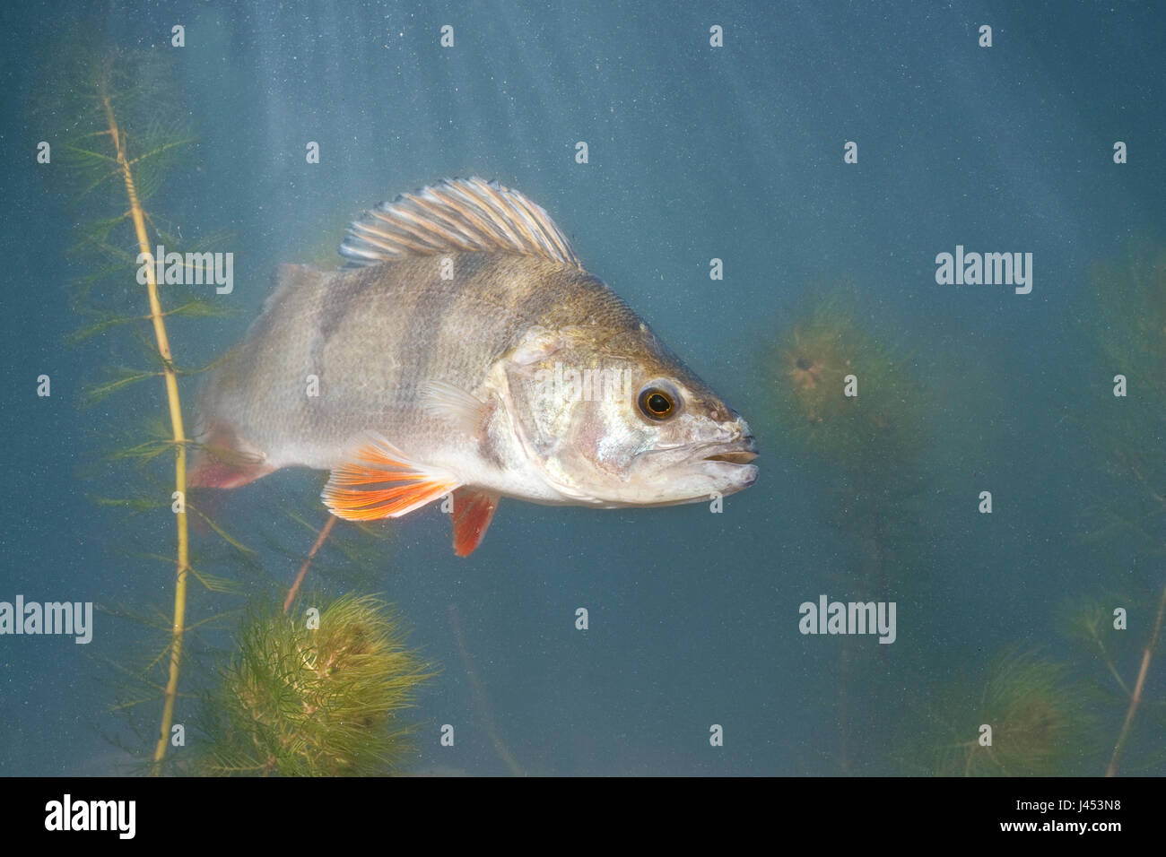 photo of a swimming perch between water plants against a blue background Stock Photo