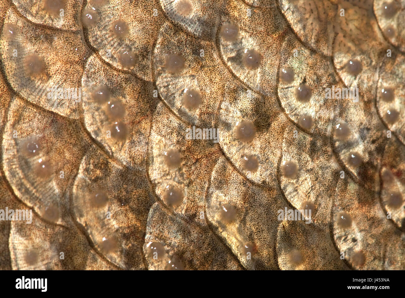 macro of the scales of a bream with spawning tubercles Stock Photo