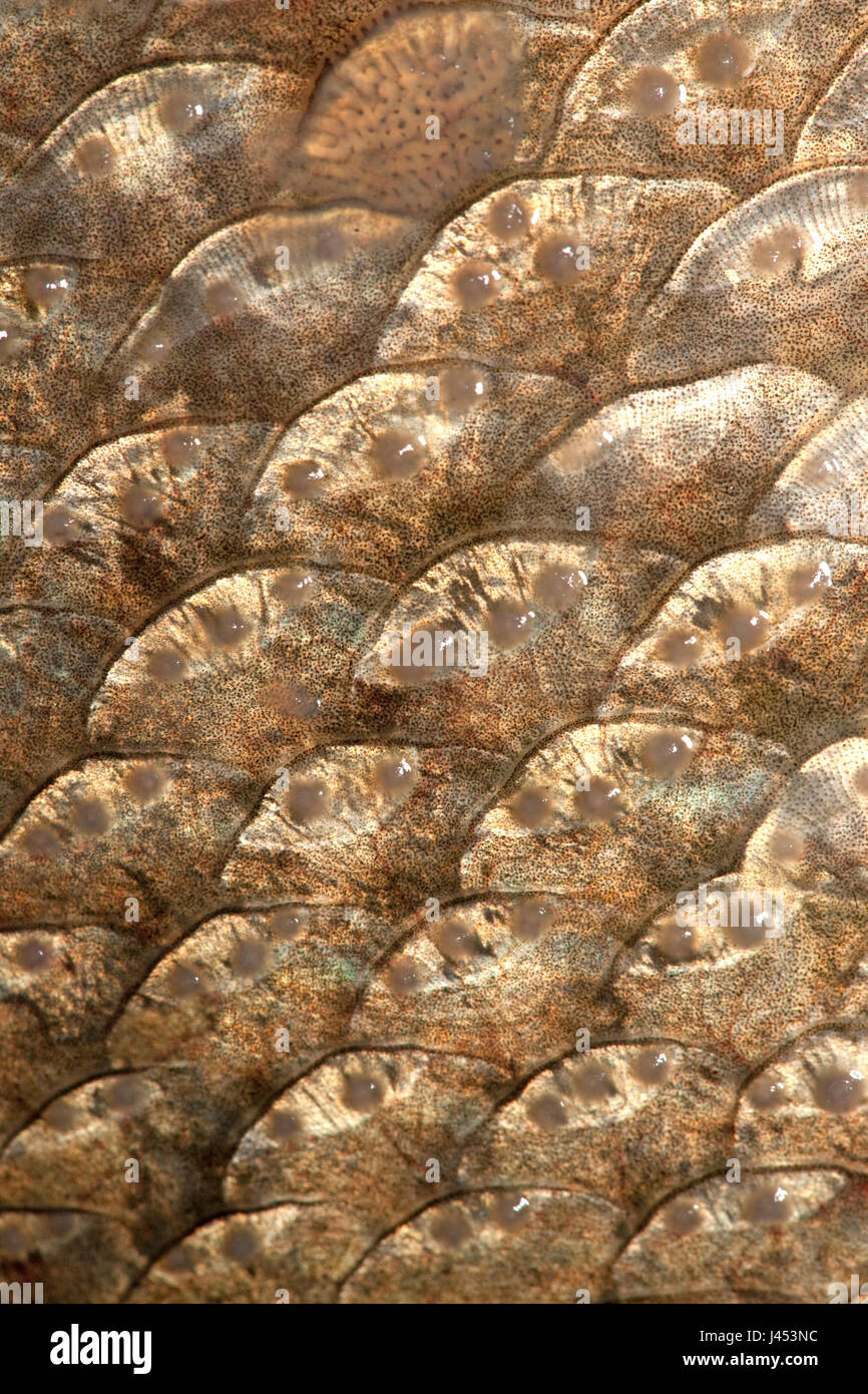 macro of the scales of a bream with spawning tubercles Stock Photo