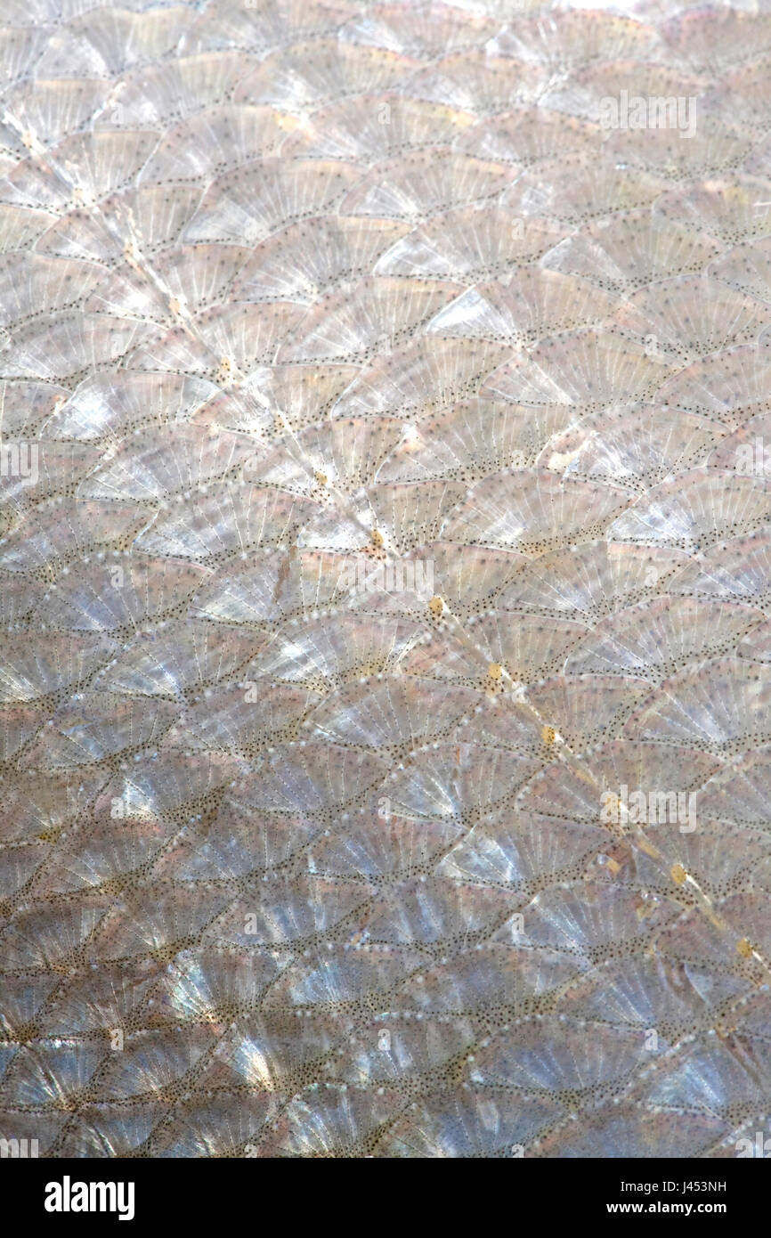 macro of the scales of a danube bream Stock Photo