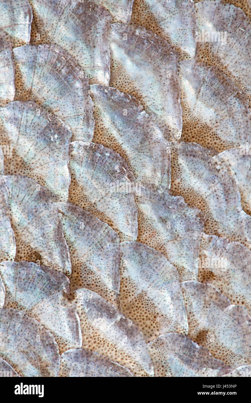 macro of the scales of a White bream Stock Photo