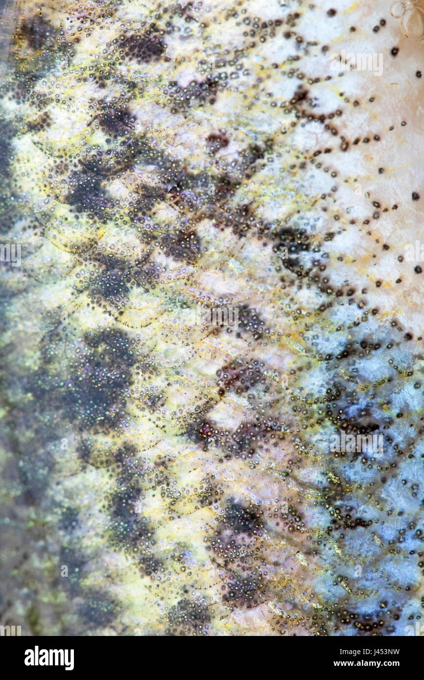 macro of the scales of a Ruffe Stock Photo