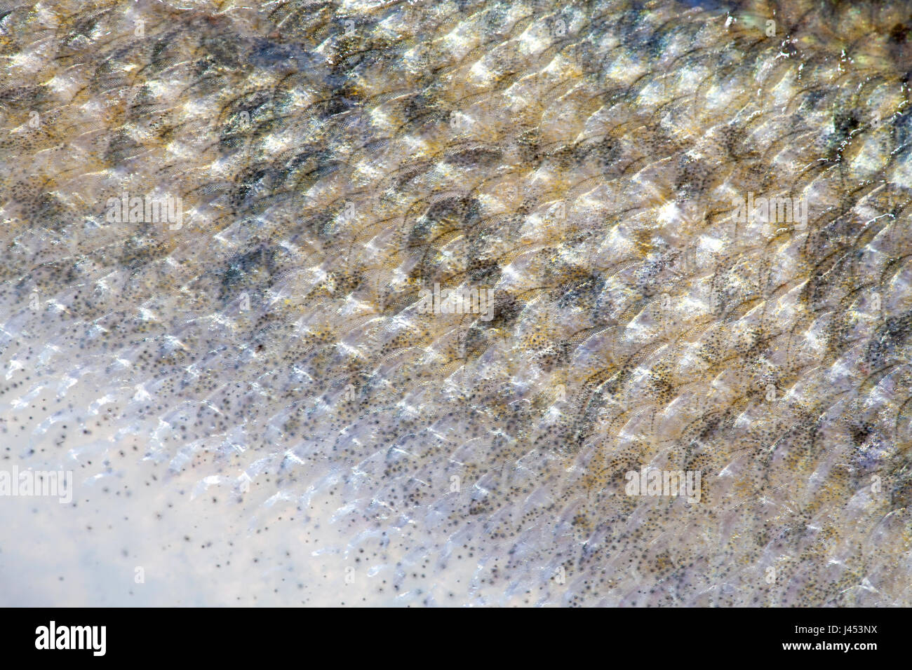 macro of the scales of a pike perch Stock Photo