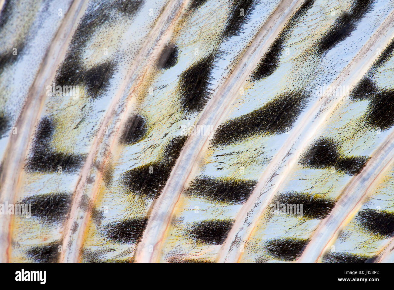 detail of the dorsal fin of a pike perch Stock Photo