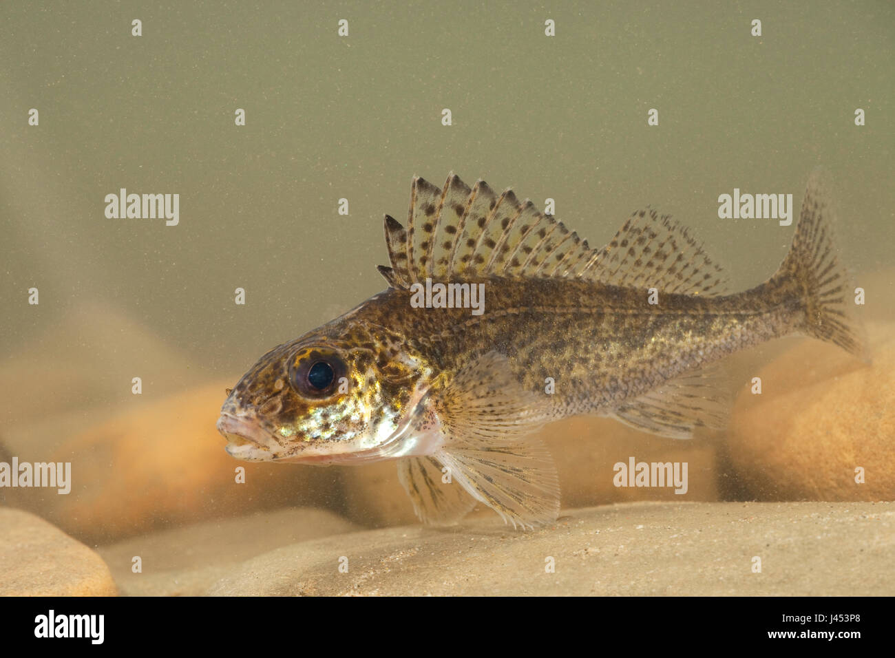 ruffe swimming above stones Stock Photo - Alamy