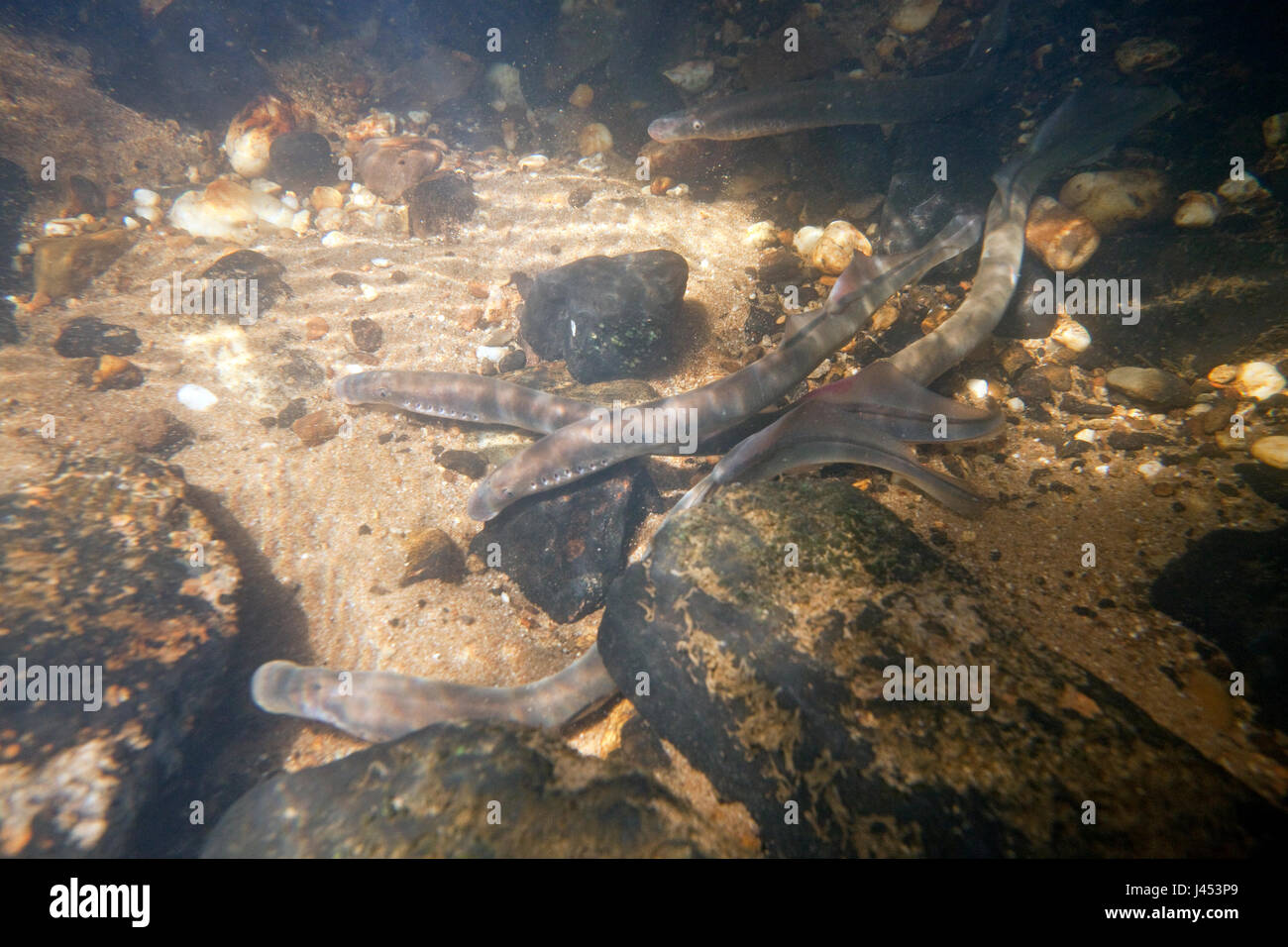 two river lampreys on a spawning site in the Netherlands, the males make nestholes between the rocks were the females can lay their eggs. Stock Photo