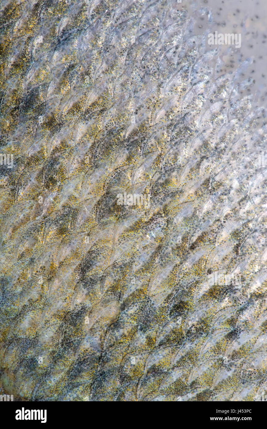 macro of the scales of a pike perch Stock Photo
