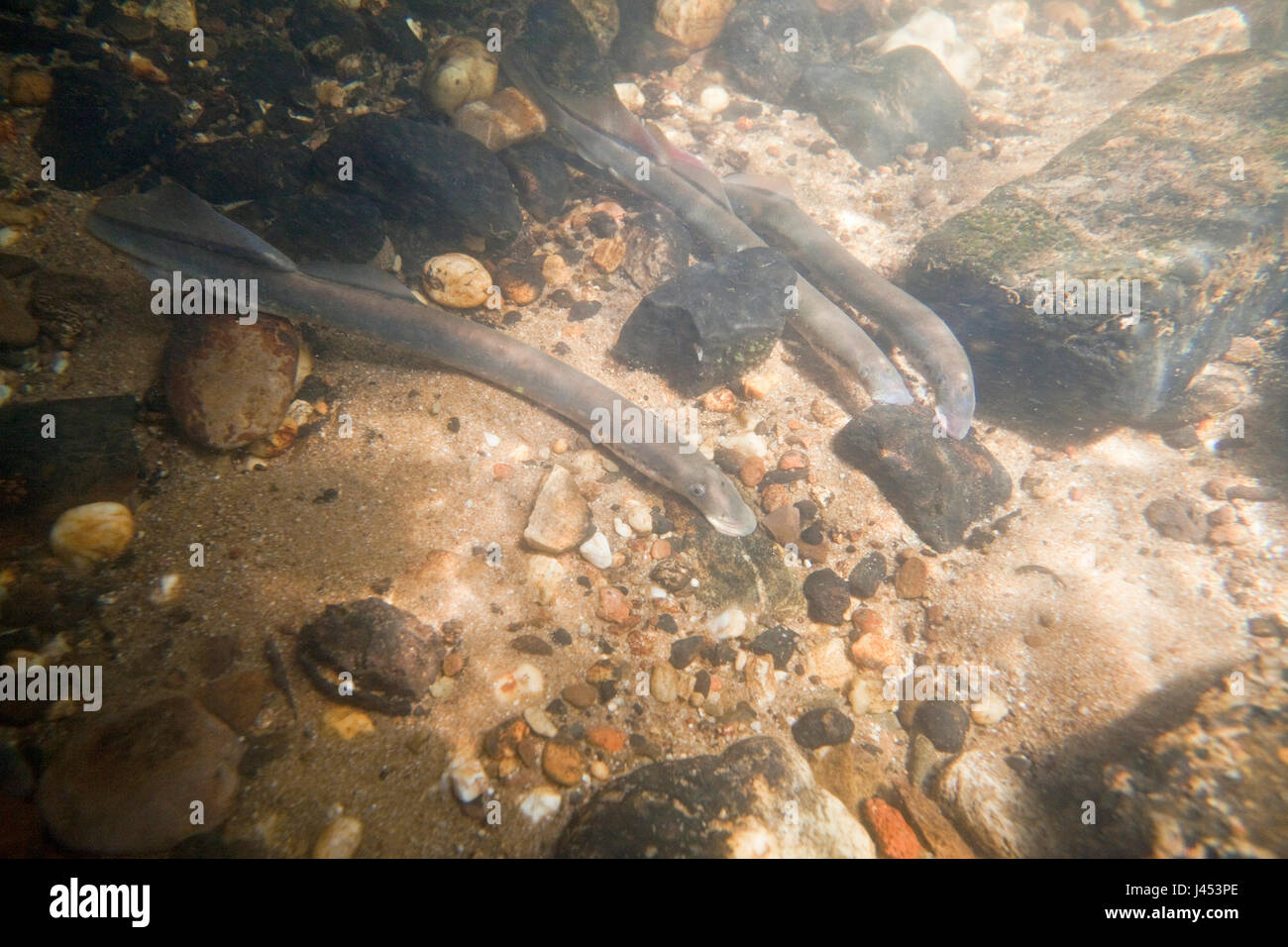 two river lampreys on a spawning site in the Netherlands, the males make nestholes between the rocks were the females can lay their eggs. Stock Photo