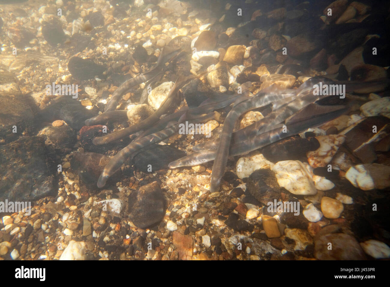 two river lampreys on a spawning site in the Netherlands, the males make nestholes between the rocks were the females can lay their eggs. Stock Photo