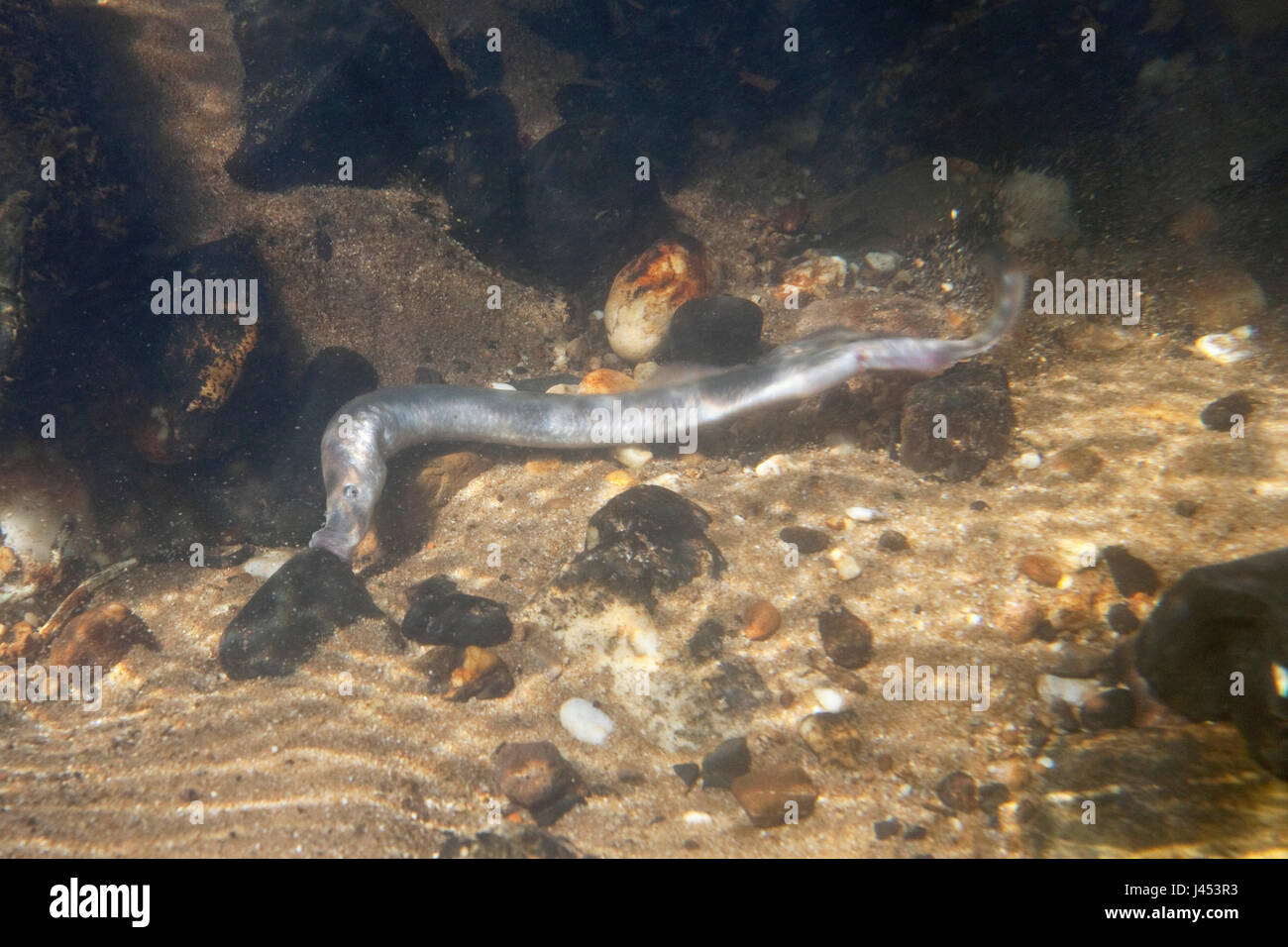 female river lamprey. Stock Photo