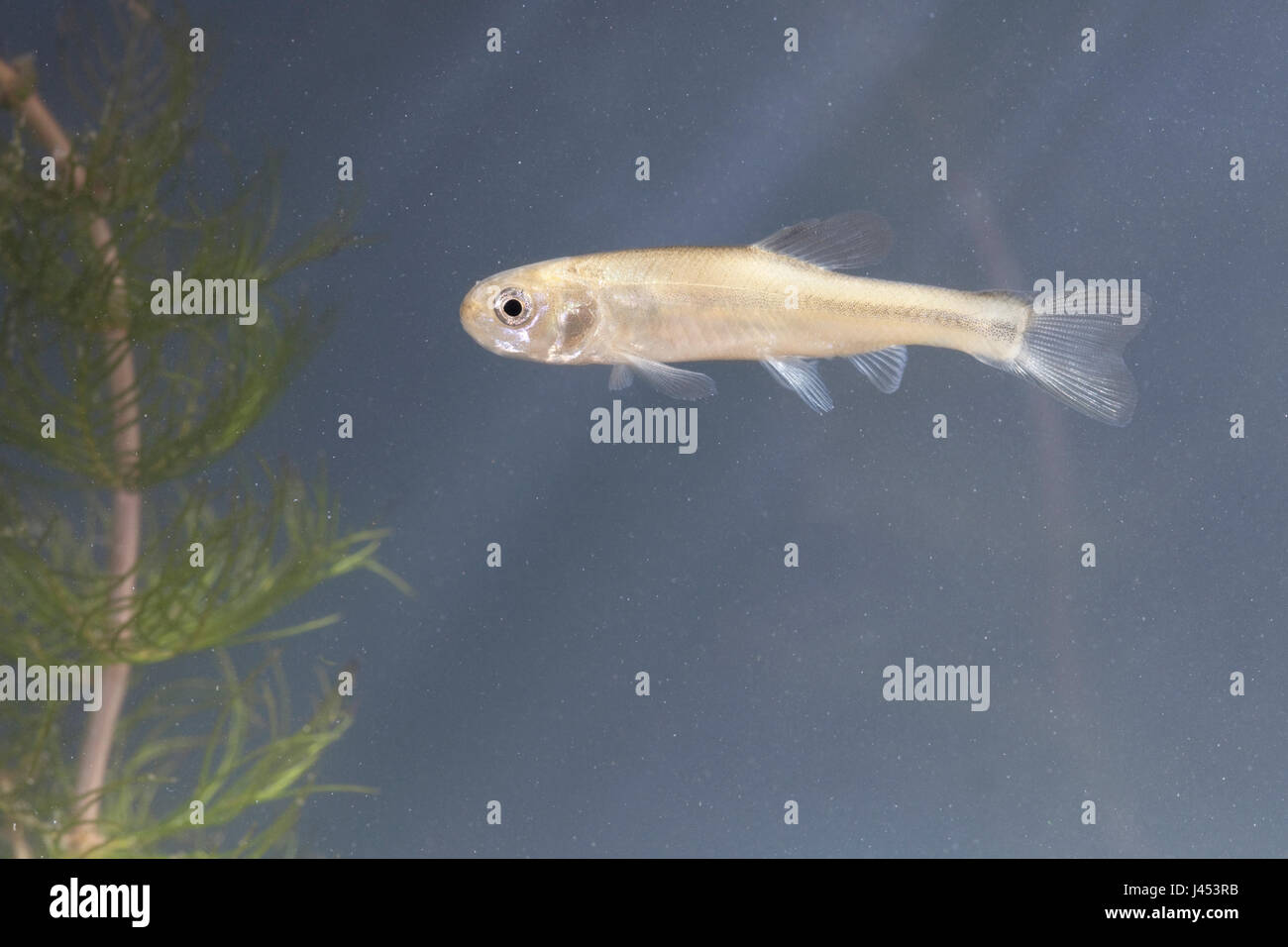 Fathead minnow hi-res stock photography and images - Alamy
