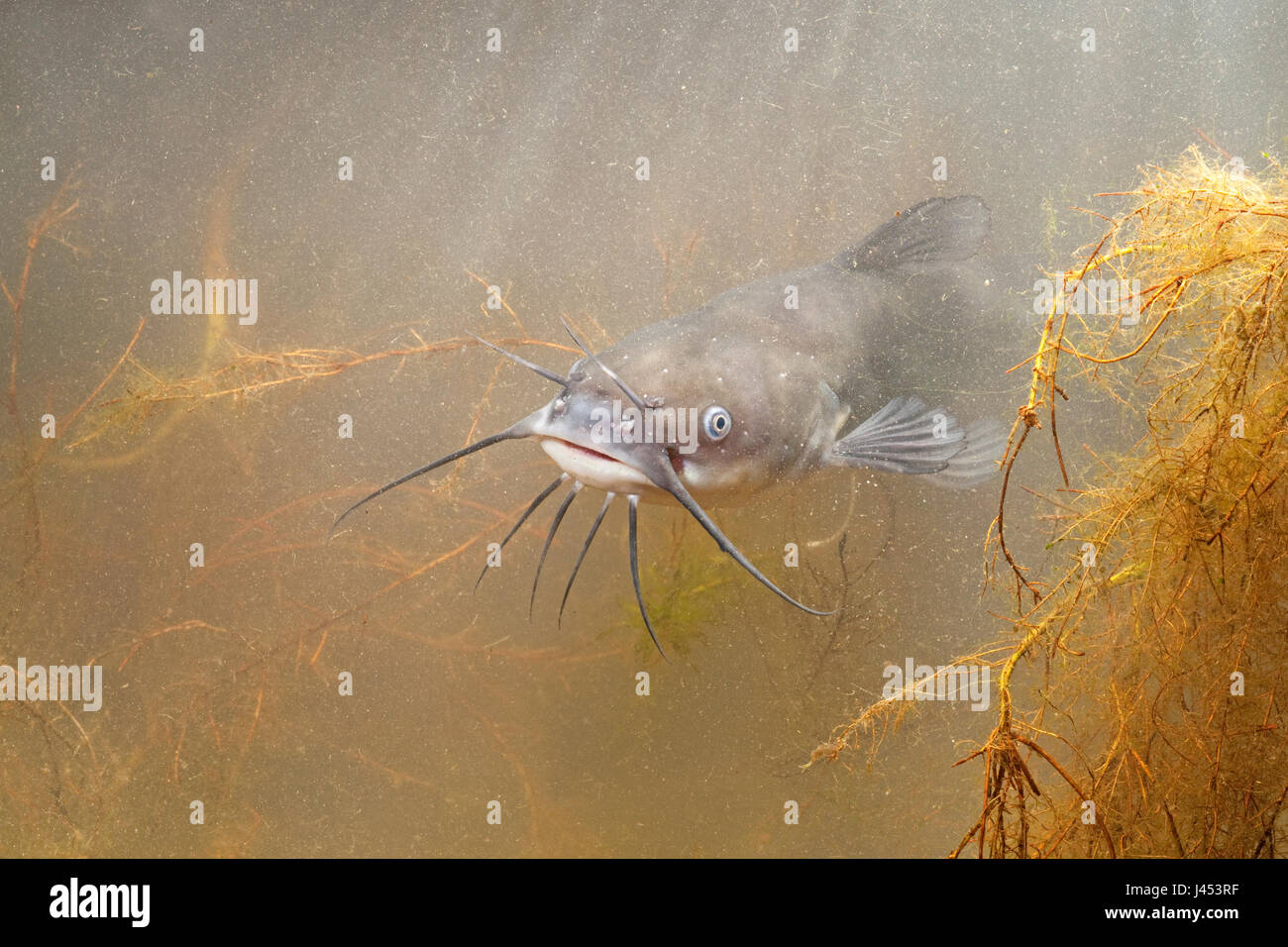 photo of a swimming brown bullhead under water with light coming from above Stock Photo