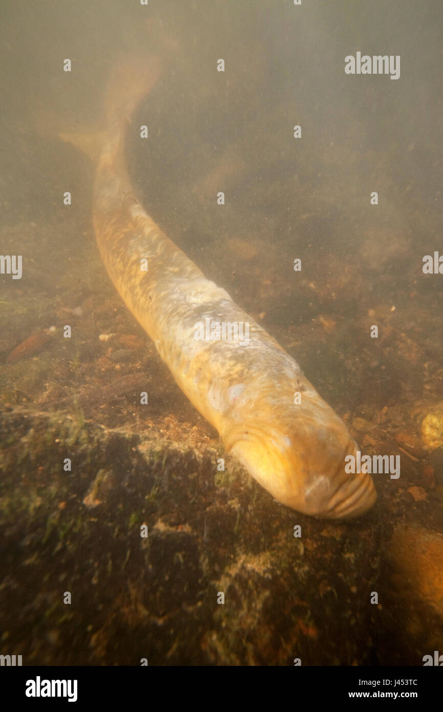 photo of an adult sea lamprey on the bottom of the river on the spawning grounds Stock Photo