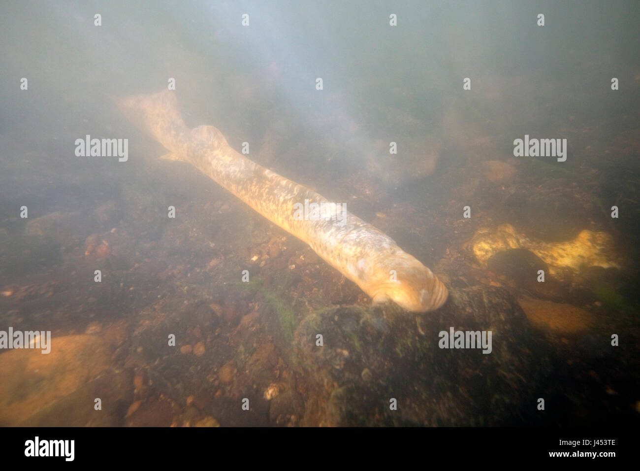 photo of an adult sea lamprey on the bottom of the river on the spawning grounds Stock Photo