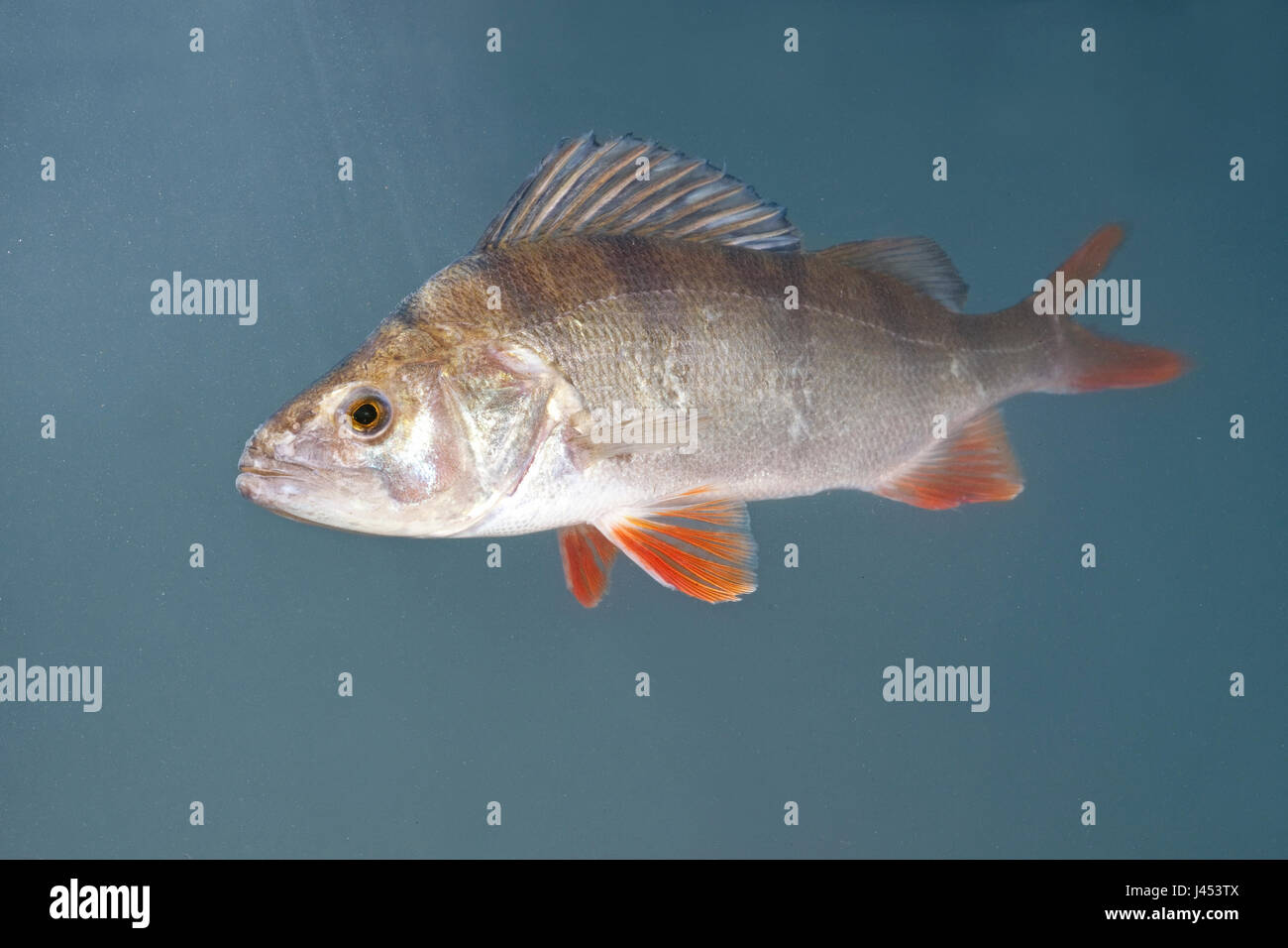 photo of a swimming perch against a blue background Stock Photo