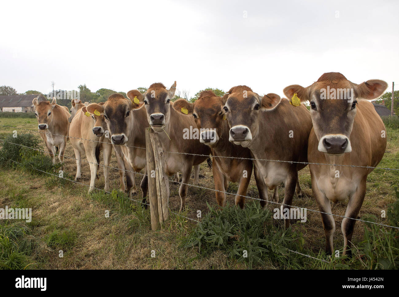 young jersey cow standing in grassy meadow Stock Photo - Alamy