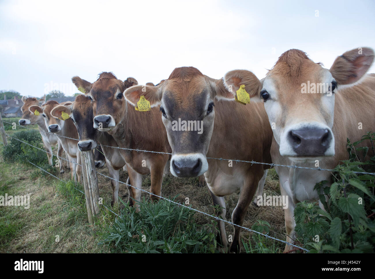 young jersey cow standing in grassy meadow Stock Photo - Alamy