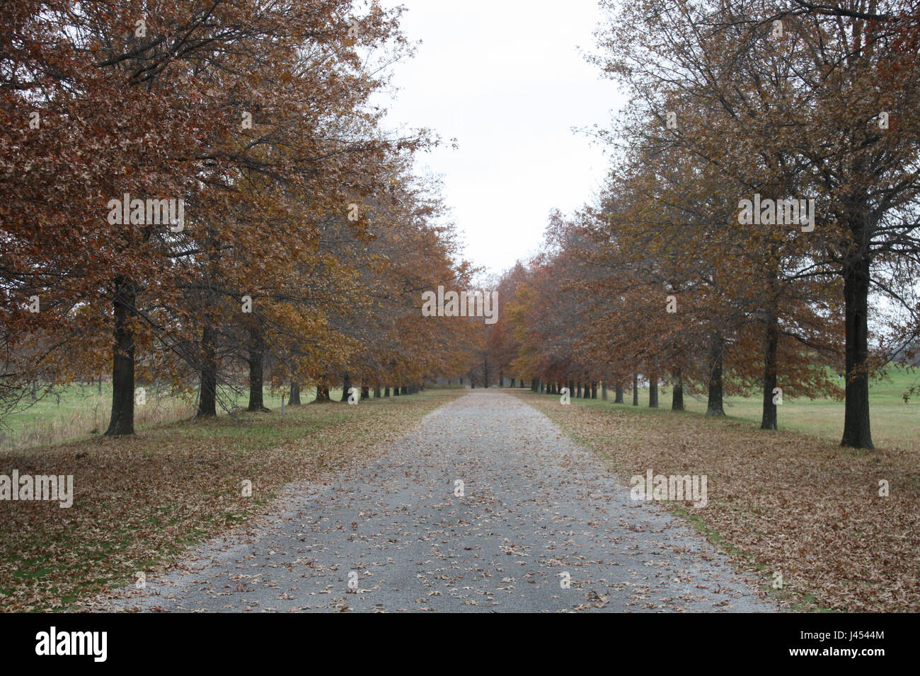 Walkway of trees center Stock Photo Alamy