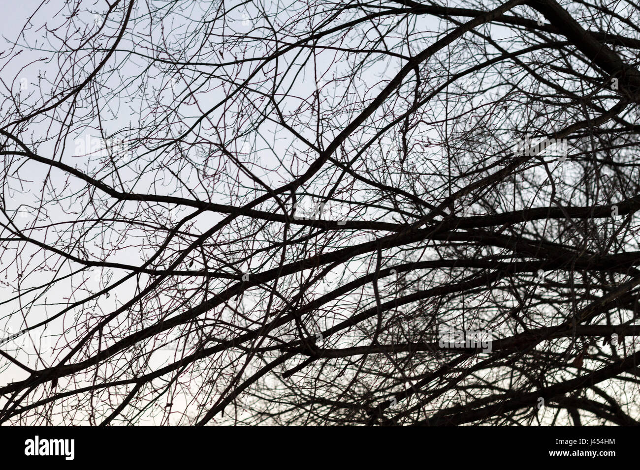 Abstract leafless hi-res stock photography and images - Alamy