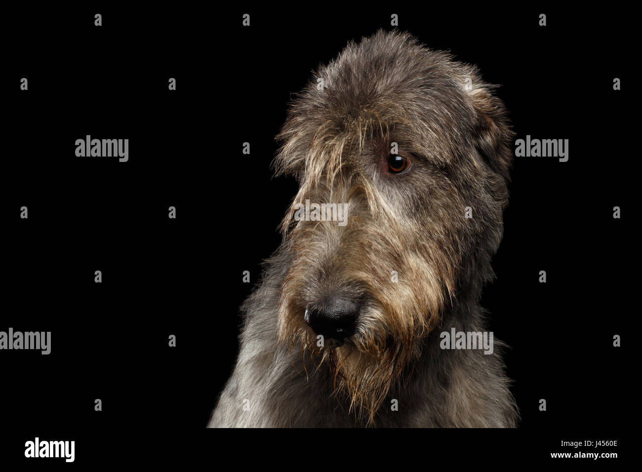 Portrait of Irish Wolfhound Dog Looking at side on Isolated Black Background, profile view Stock Photo