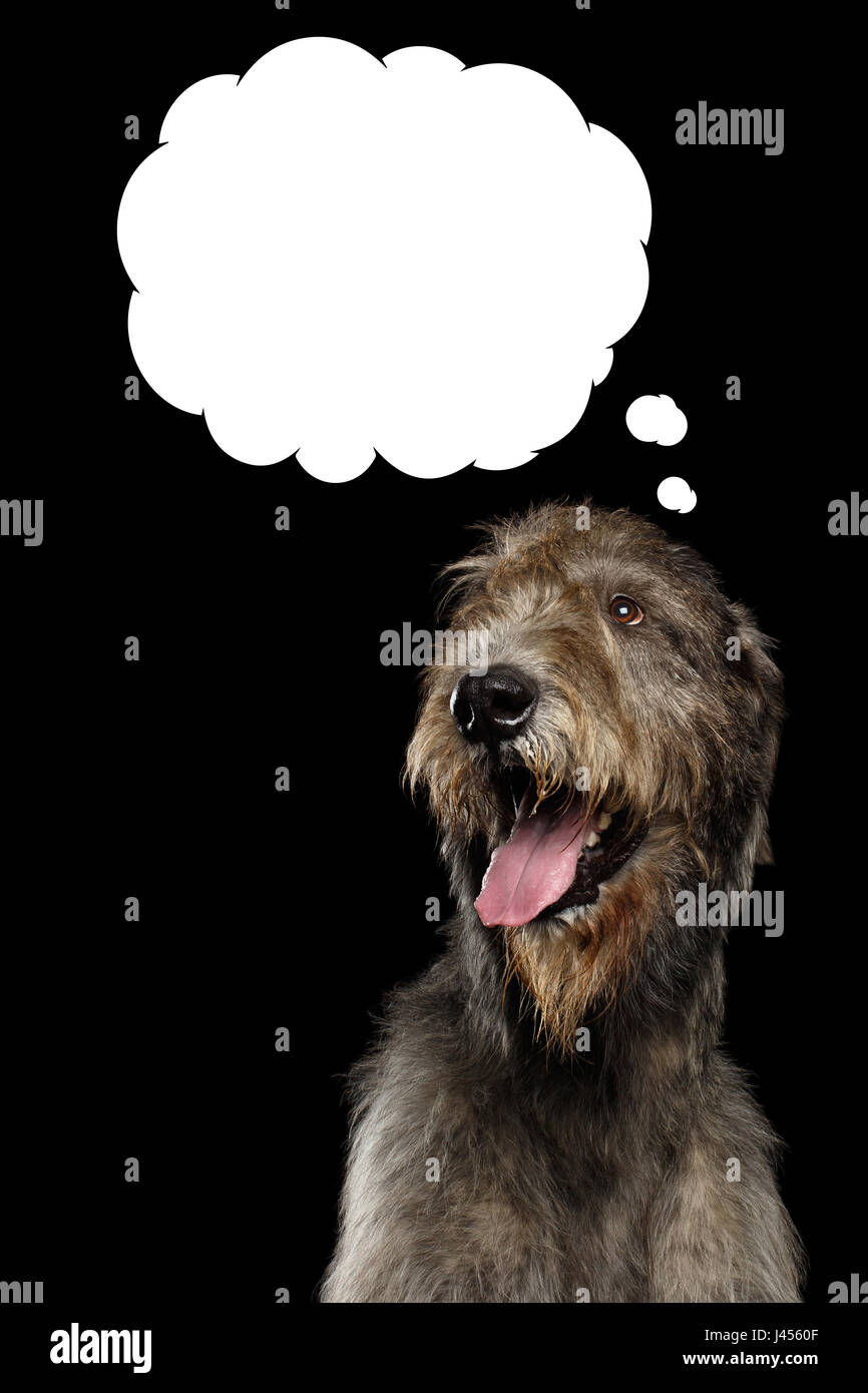 Portrait of Happy Irish Wolfhound Dog Looking up on think Cloud Isolated Black Background Stock Photo