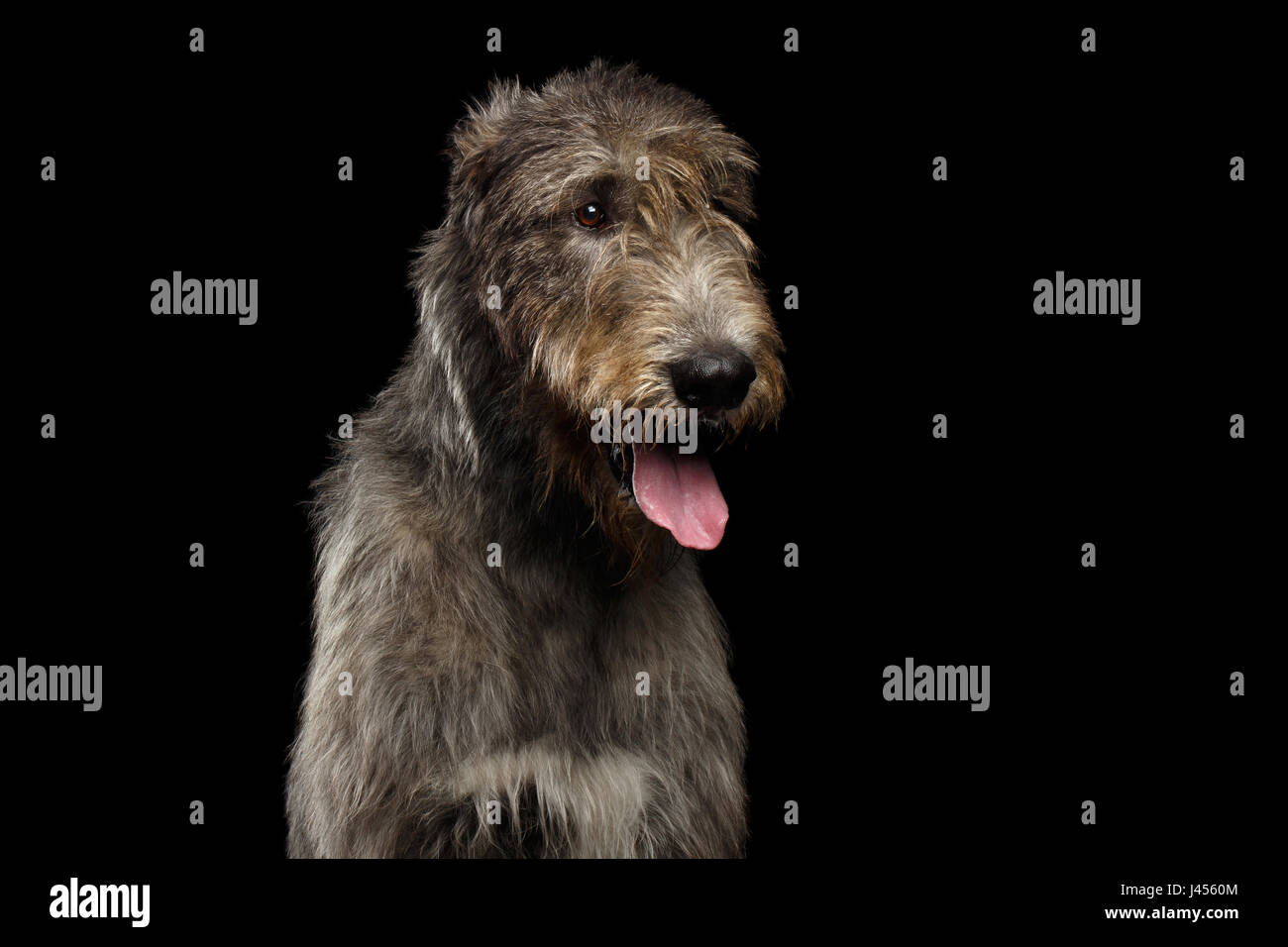 Portrait of Irish Wolfhound Dog head on Isolated Black Background, front view Stock Photo